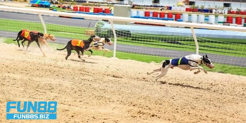 Những loại cược phổ biến trong cá cược đua chó tại Fun88